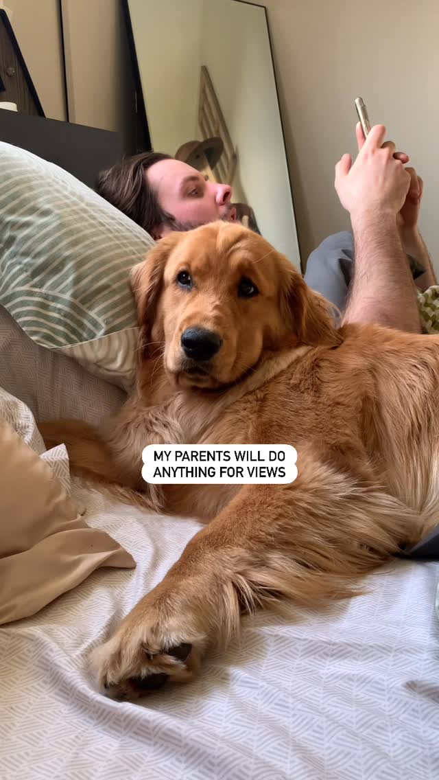 Instagram post by @goldengirlpacha for Lesure Pet. Caption reads: I’m not exaggerating when I say we haven’t left....