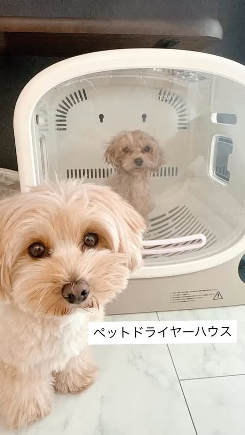Instagram post by @iam_emma.yun for PetSnowy. Caption reads: [...] ショップ様のぞいてみてね ⬇️ @petsnowy_jp petsnowy [...].