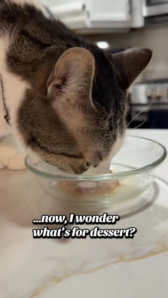 Instagram post by @catnamedroswell for Wellness Pet Food. Caption reads: It’s dinner time and Dad knows me so well!....