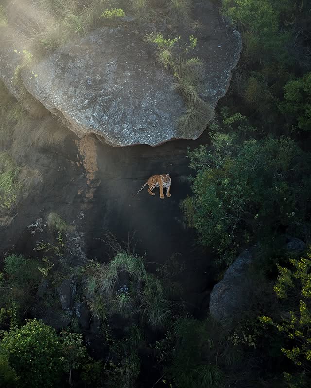 Instagram post by @shaazjung for OnePlus. Caption reads: [...] these animals are. Captured with the....