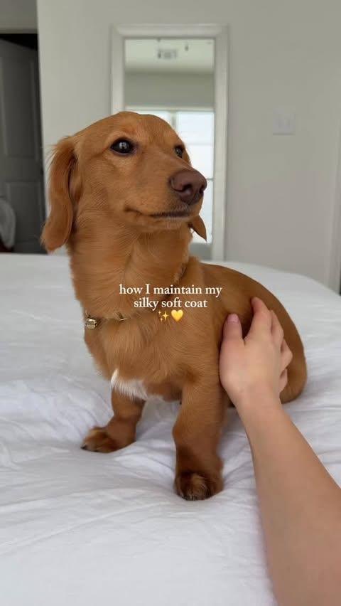 Instagram post by @lil.jolly.ollie for Brutus Broth. Caption reads: [...] way to stay handsome 😉💛 shop Brutus Broth....