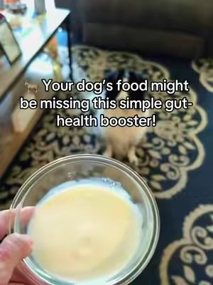 TikTok post by @pntsonfire for Brutus Broth. Caption reads: [...] #healthydog #petproducts #doghealth @Brutus....