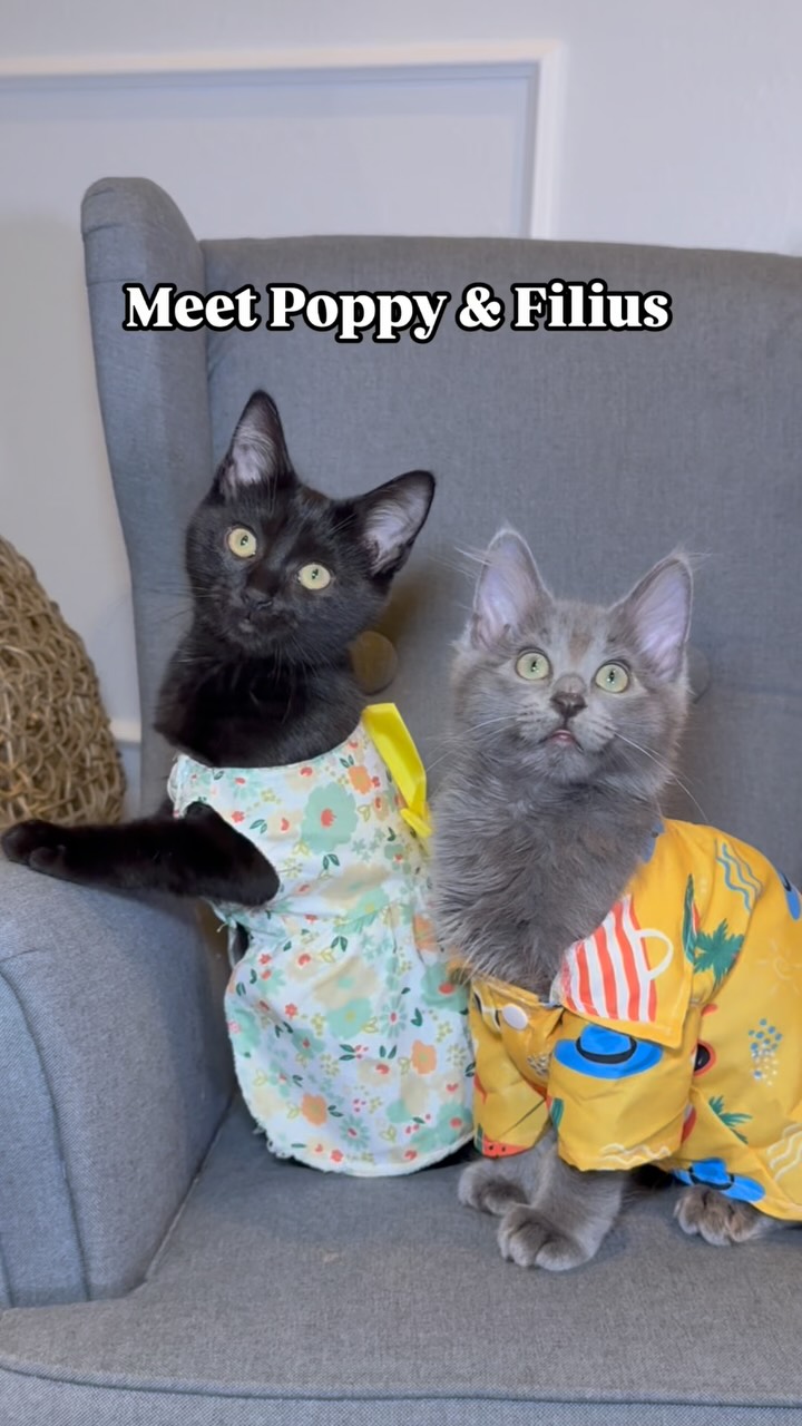 Instagram post by @mersha.theminipanther for PrettyLitter. Caption reads: Meet Poppy & Filius! 

When it comes to kittens....
