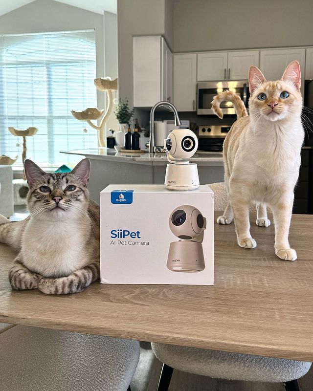 Instagram post by @myarloandalfie for Siipet. Caption reads: [...] up to when you’re not around? 🐾 

The....