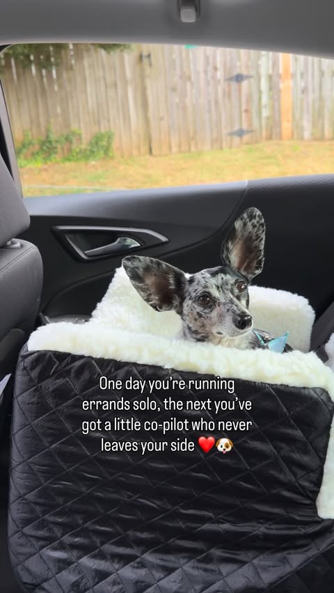 Instagram post by @bygollymisterollie for Snoozer Pet Products. Caption reads: [...] #dogsofinstagram #dogtravel....