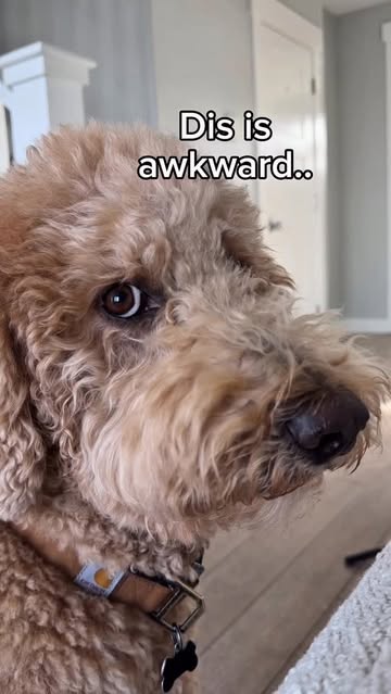 Instagram post by @girlandadoodle for Chewy. Caption reads: [...] to hear it … he rejected me but kept the....