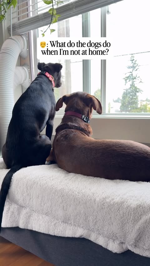 Instagram post by @phillythepittie for Fi. Caption reads: We just upgraded our @fi.tracking collar from the....