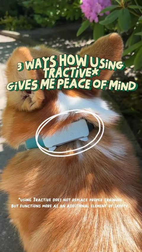 Instagram post by @toastie_thecorgi for Tractive. Caption reads: We’ve been testing @tractive for the past couple....