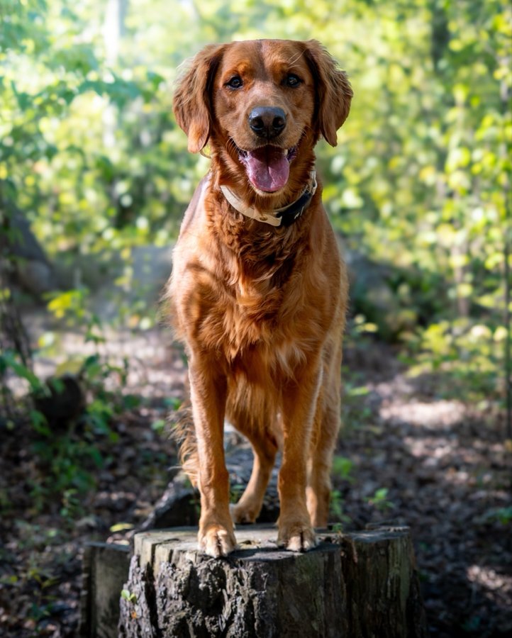 Instagram post by @rubysgoldenadventure for Wondercide. Caption reads: [...] worrying about ticks - thanks to @wondercide....