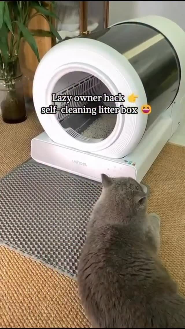 Instagram post by @momentsbyalev for Uahpet. Caption reads: [...] entry, perfect for older or small cats.....