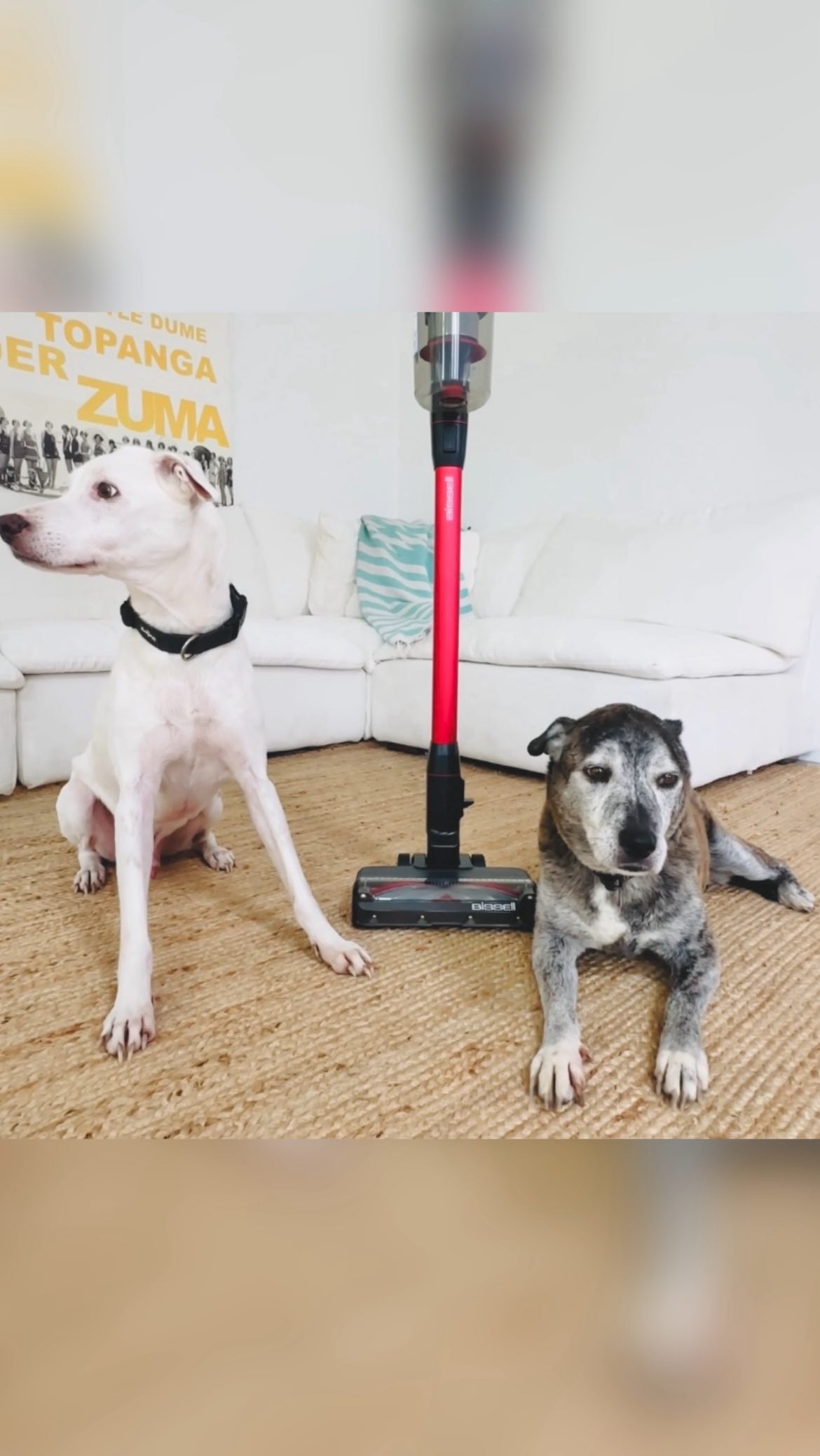 Instagram post by @malibulovinmama for BISSELL. Caption reads: Life with rescue pups means extra love… and extra....