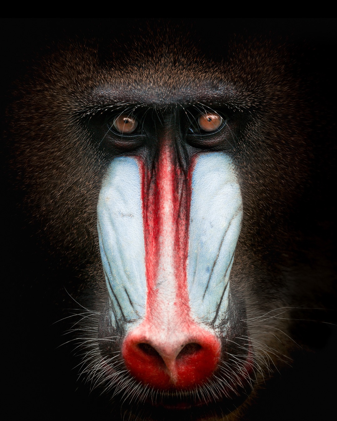 Instagram post by @valentinpacaut for Discover Earth. Caption reads: Eyes of the wild, captured with soul 👀

📸....