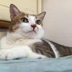 Fairmont Hotels & Resorts