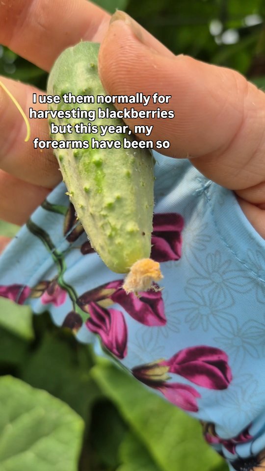 Instagram post by @farmerkatye for Farmers Defense. Caption reads: [...] cucumbers nor tomatoes without my....