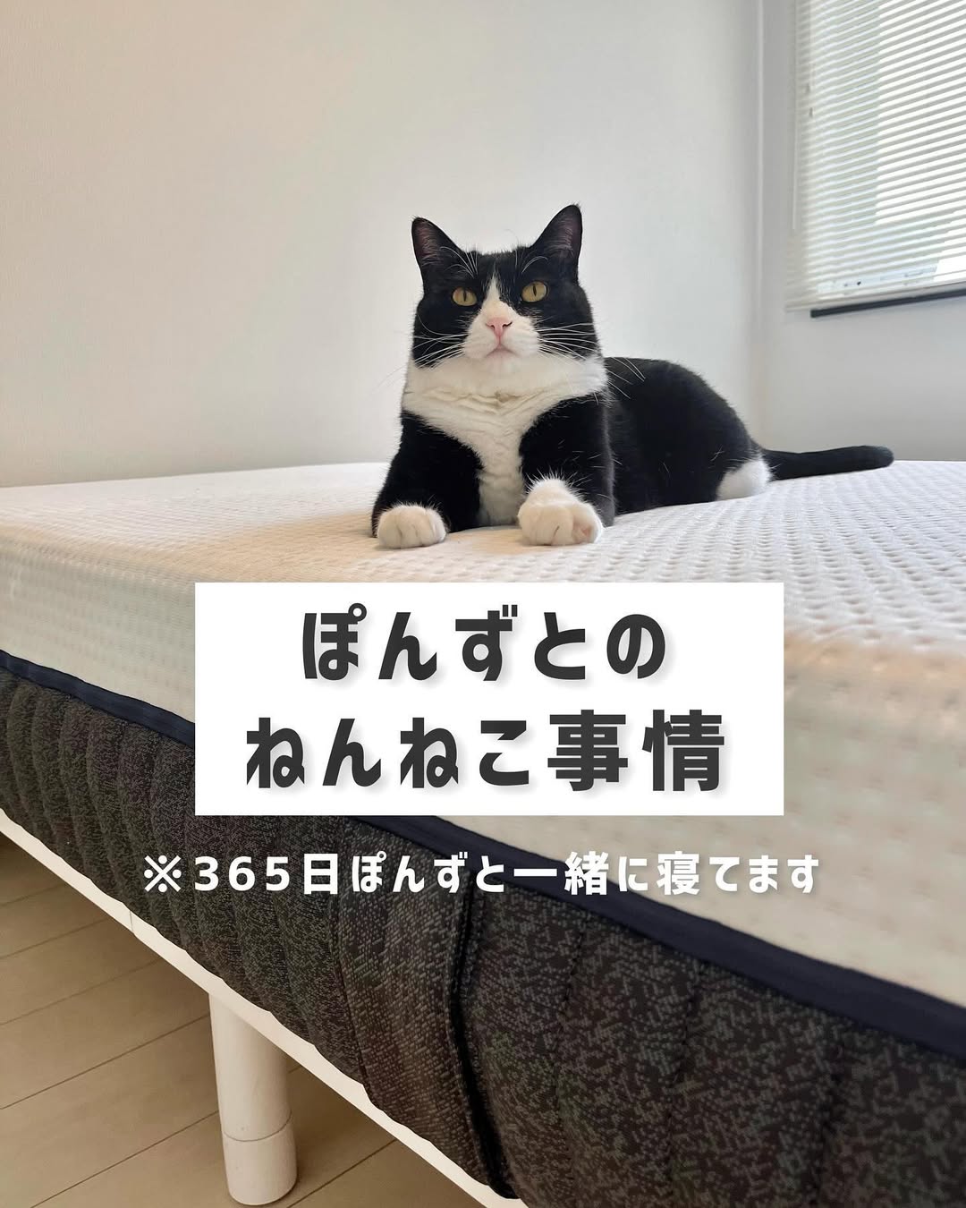 Instagram post by @kipe_pon for Emmasleepjapan. Caption reads: 毎日ぽん子ファーストで寝てるわたきし。
頭の上ど真ん中、足元、朝まで腕枕
抱き枕になる時もあるから毎....