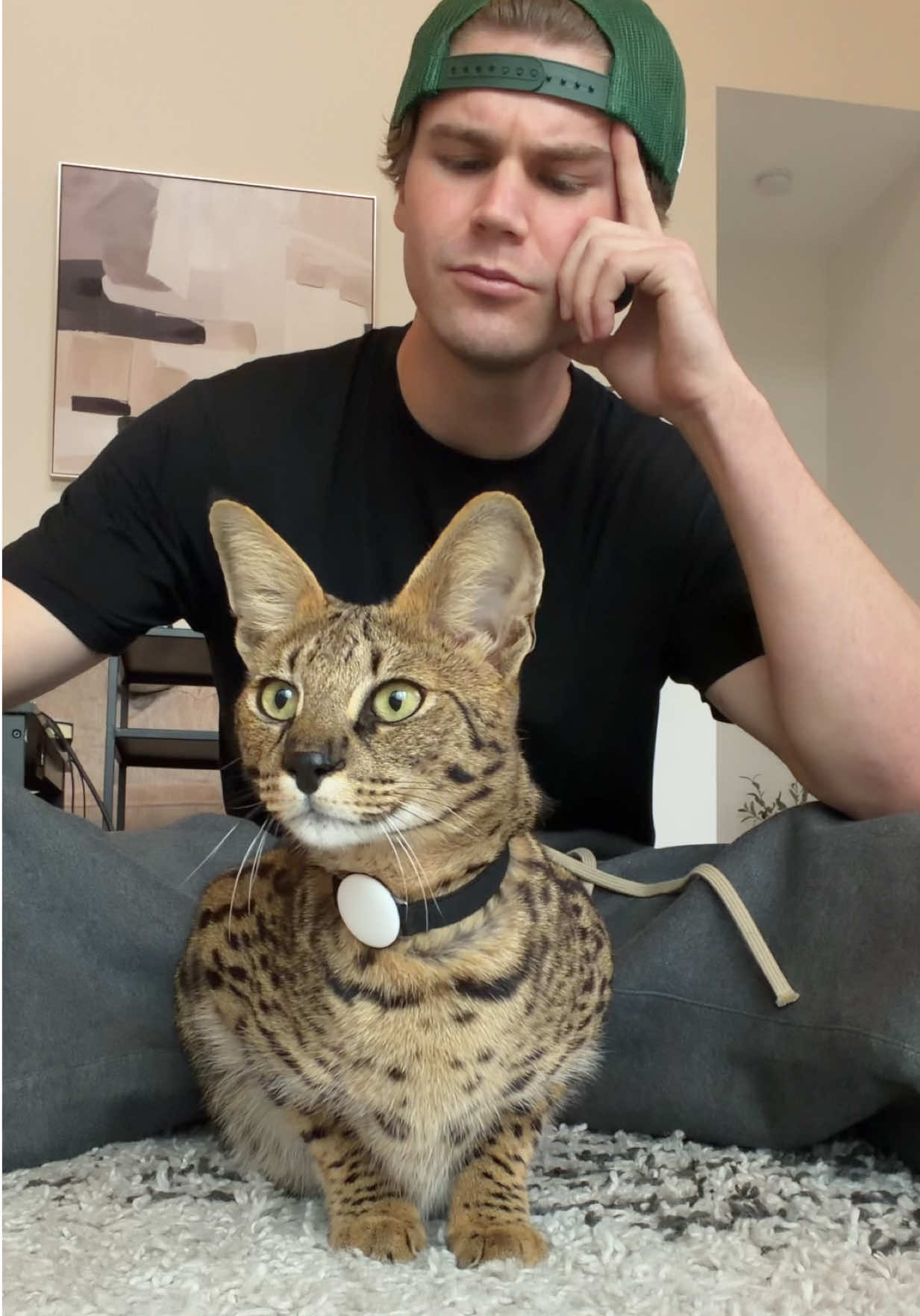 TikTok post by @ayypatrick for Petlibro. Caption reads: POV: You're a paranoid pet parent Zeus has been....