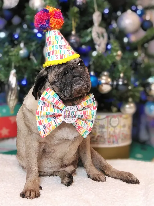 Instagram post by @lilrascalpug for Frankys Bowtique. Caption reads: H a p p y B i r t h d a y t o M o i . . . .....