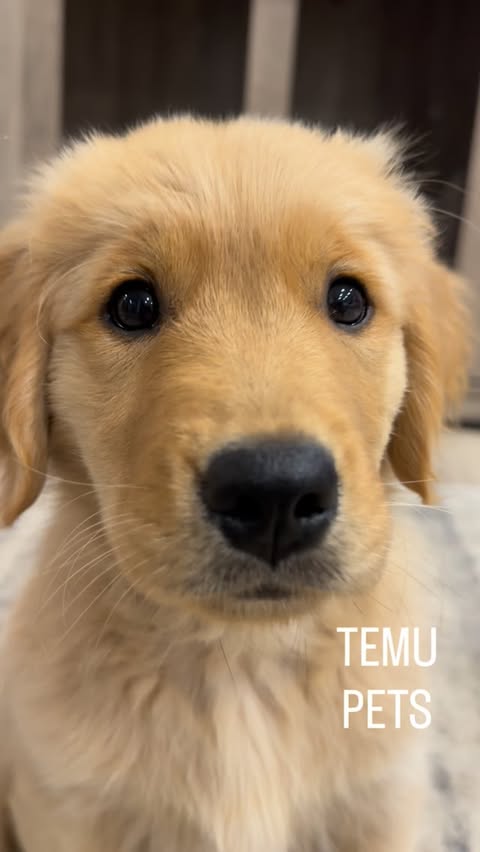 Instagram post by an influencer for Temu. Caption reads: [...] Dog Crate Furniture from @shoptemu! This is....