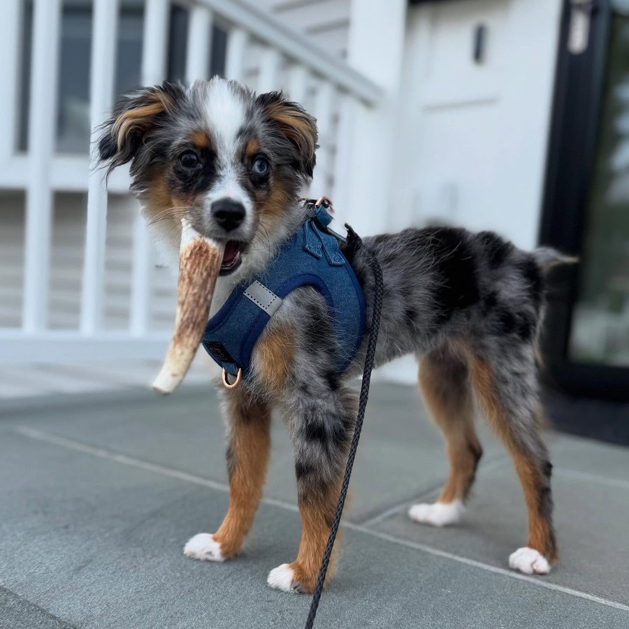 Instagram post by @dakota_diesel_toyaussie for Farm to Pet. Caption reads: [...] take their antler🫎chew....