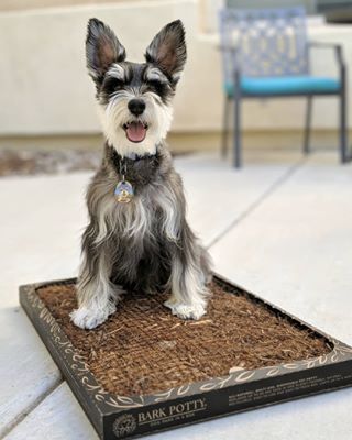 Instagram post by @samwellcharlie for Bark Potty. Caption reads: [...] you doo to eliminate plastic waste?....