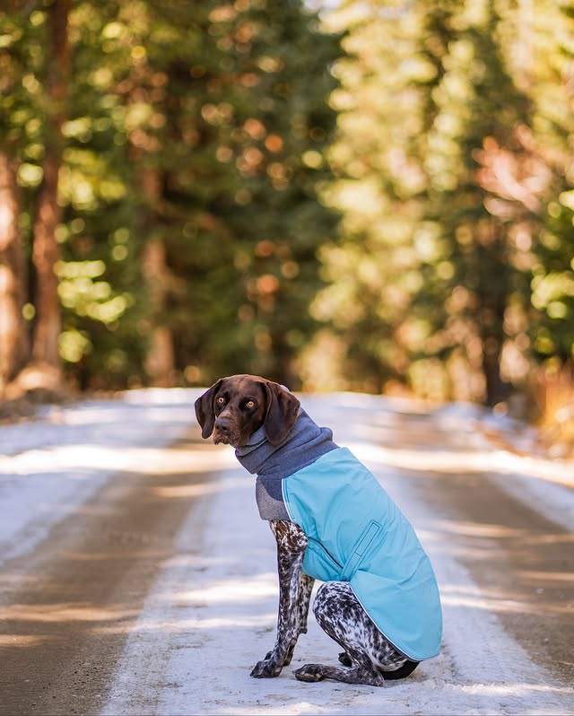 Instagram post by @comountainpack for Voyagers K9 Apparel. Caption reads: They say every dog is different, but sometimes you....