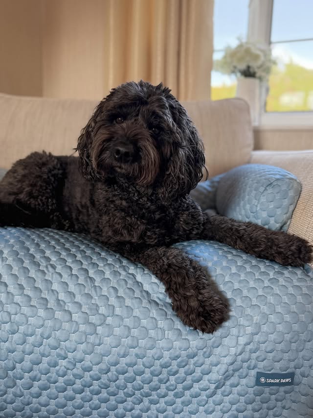 Instagram post by @max.payne_thecavapoo for Spark Paws. Caption reads: [...] 🩵🐶☀️ We are loving @sparkpawsofficial new....
