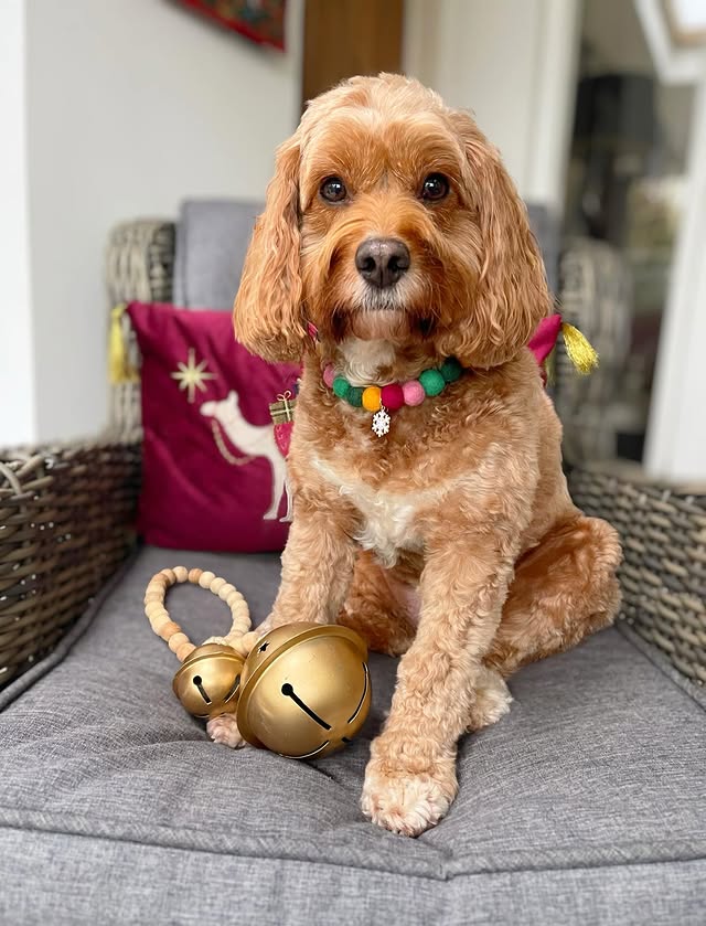 Instagram post by @doodling_with_mabel for Poochie Pals. Caption reads: [...] those kinds of shenanigans 🙈☺️ Happy....