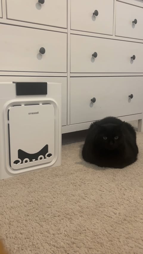 Instagram post by @kizercats for Oneisall. Caption reads: Check out this Air Purifier #oneisall....