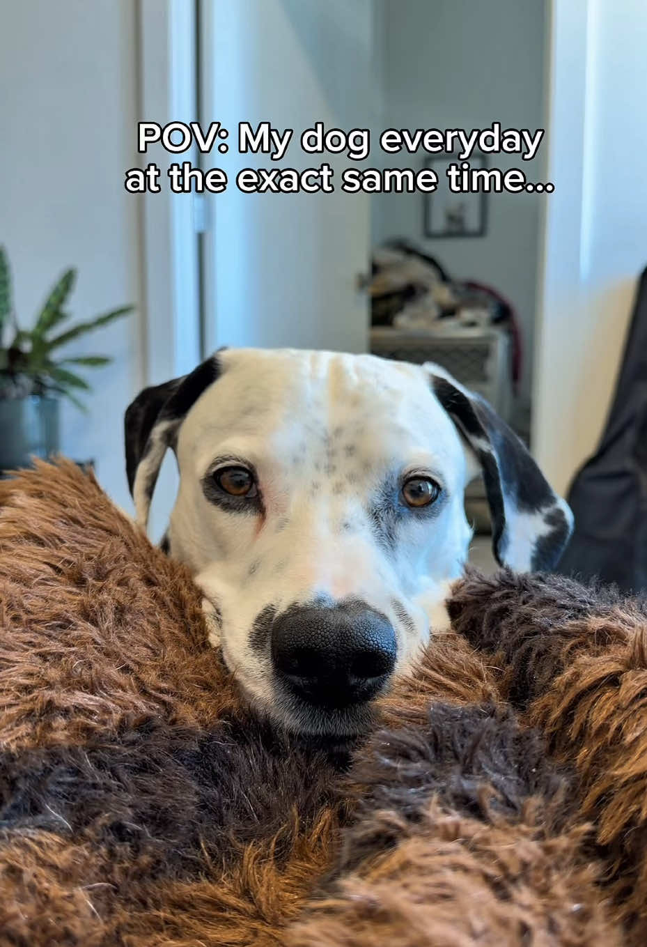 TikTok post by @greythedalmatian for Wellness Pet Food. Caption reads: [...] can see for yourself at @Petco 🐾....