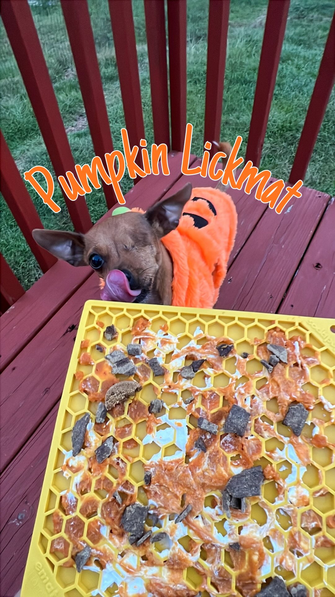 Instagram post by @unothechi for Open Farm Pet. Caption reads: [...] Pollock & Lamb Recipe from @openfarmpet....