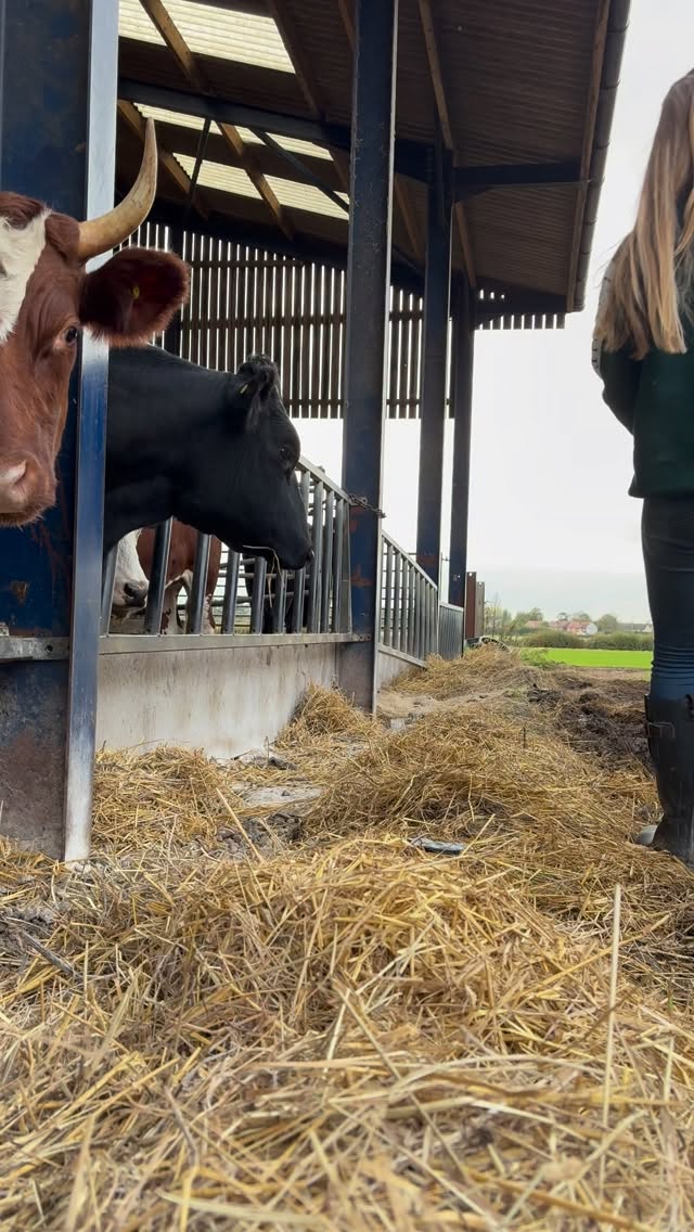 Instagram post by @alice.farms for Cotswold Fox Clothing. Caption reads: Feeding the big cows🐮

Wearing my....