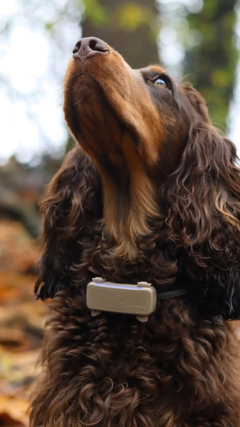 Instagram post by @moosetheshowcockerspaniel for Tractive. Caption reads: [...] something has changed. That’s why I use....