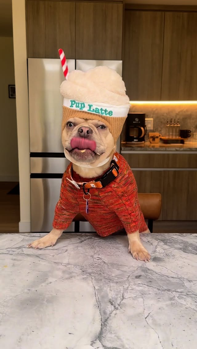 Instagram post by @winstonthefrenchiee_ for Petco. Caption reads: #ad Mom made up coming home empty handed…by....