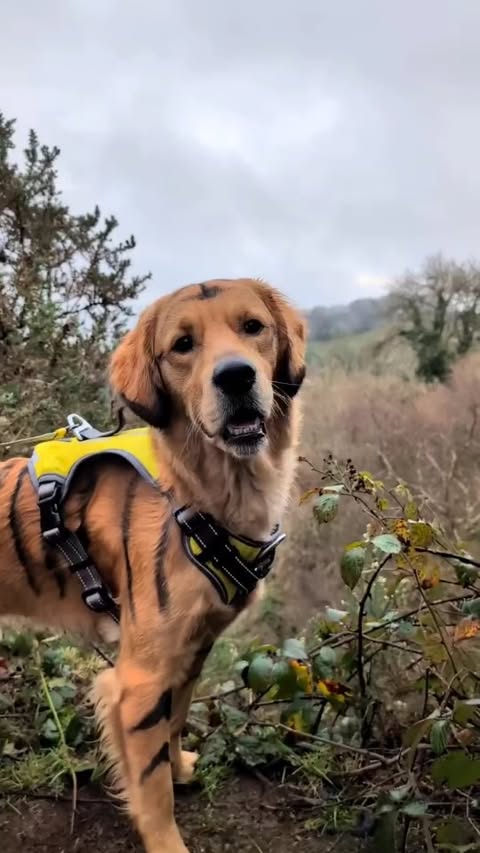 Instagram post by @jim_jams_the_golden for FidaPet. Caption reads: [...] autobrake lead and no pull harness from....