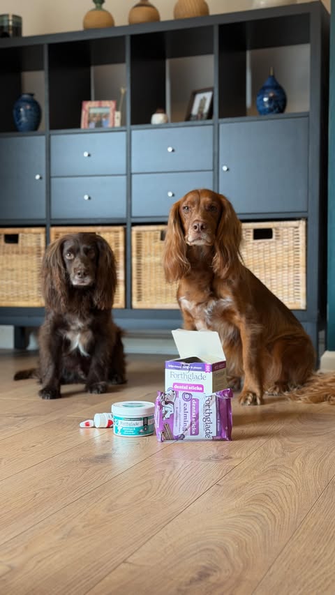 Instagram post by @theedinburghspaniels for Forthglade. Caption reads: [...] my fingers our vet does too!! AD @forthglade....