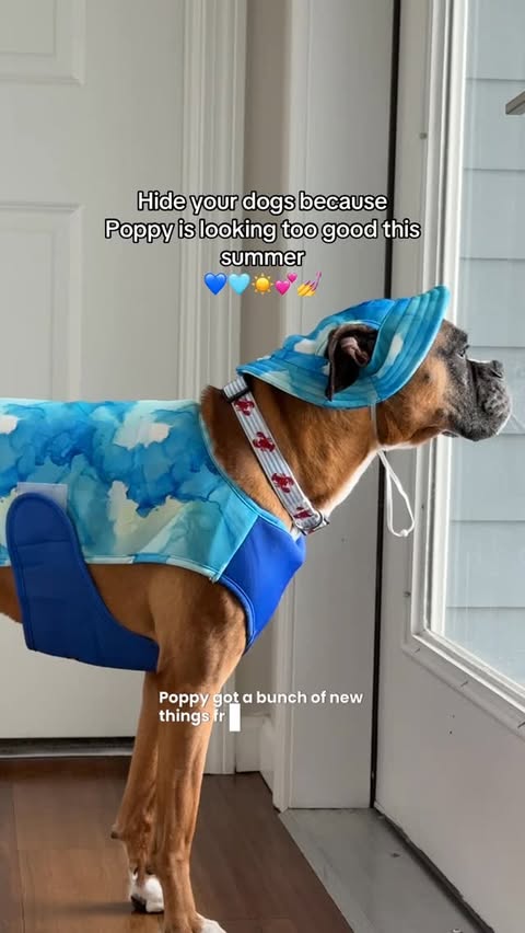 Instagram post by @royalprincesspoppy for Chewy. Caption reads: Get all of Poppy's fun summer finds @chewy....