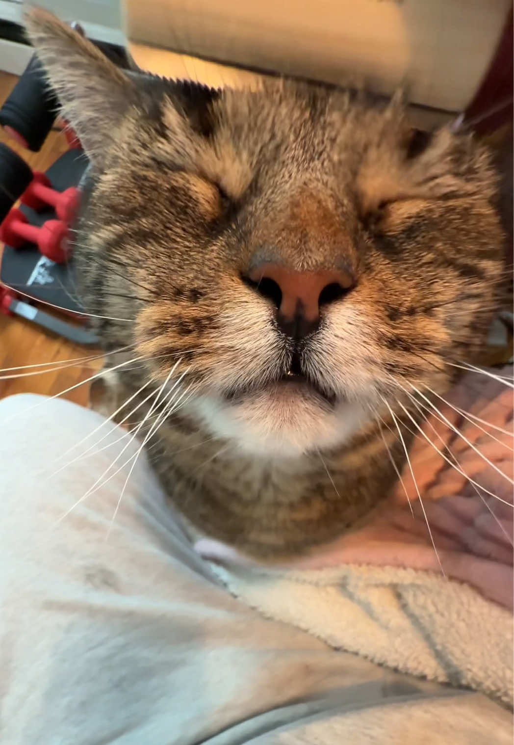 TikTok post by @morethanjustcookies for SleekEZ. Caption reads: Cali gives @SleekEZ USA a 12/10. Volume up for the....