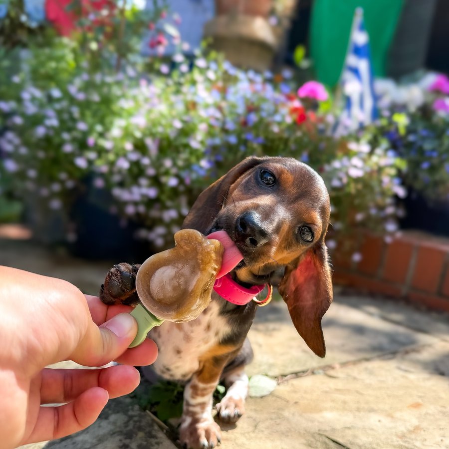 Instagram post by @doodlethedaxie for Furr Boost. Caption reads: 𝐅𝐨𝐨𝐝𝐢𝐞 𝐅𝐫𝐢𝐝𝐚𝐲 😋

Whoo it’s been a hot....