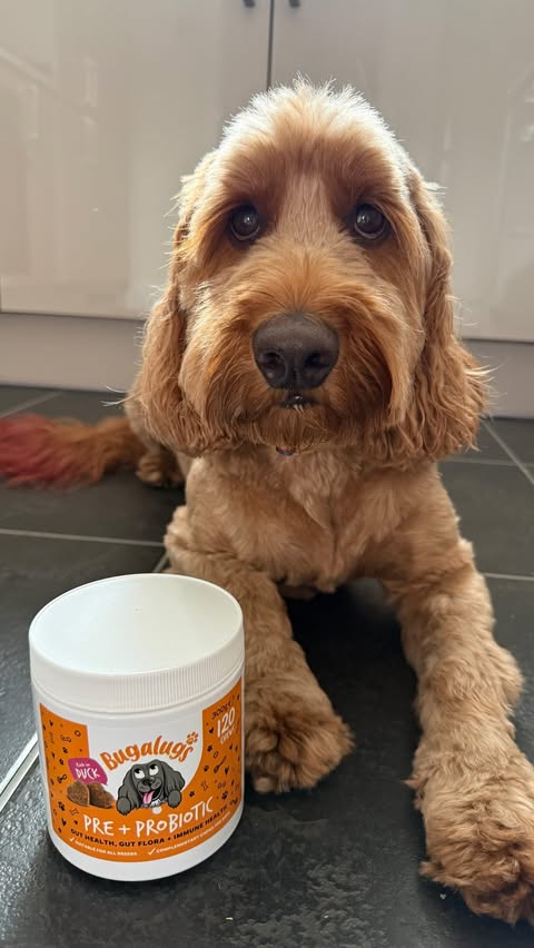 Instagram post by @iamwoodythecockapoo for Bugalugs Pet Care. Caption reads: Does your dog have the itch? I do….. It’s well....