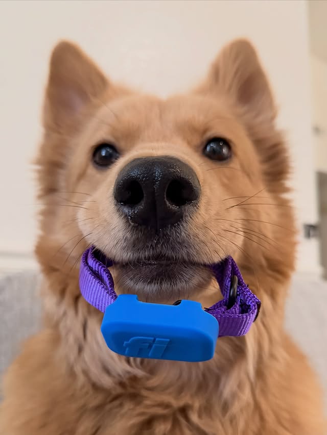 Instagram post by @goldenhuskyriley for Fi. Caption reads: The new Fi Mini comes with five colored cases in....