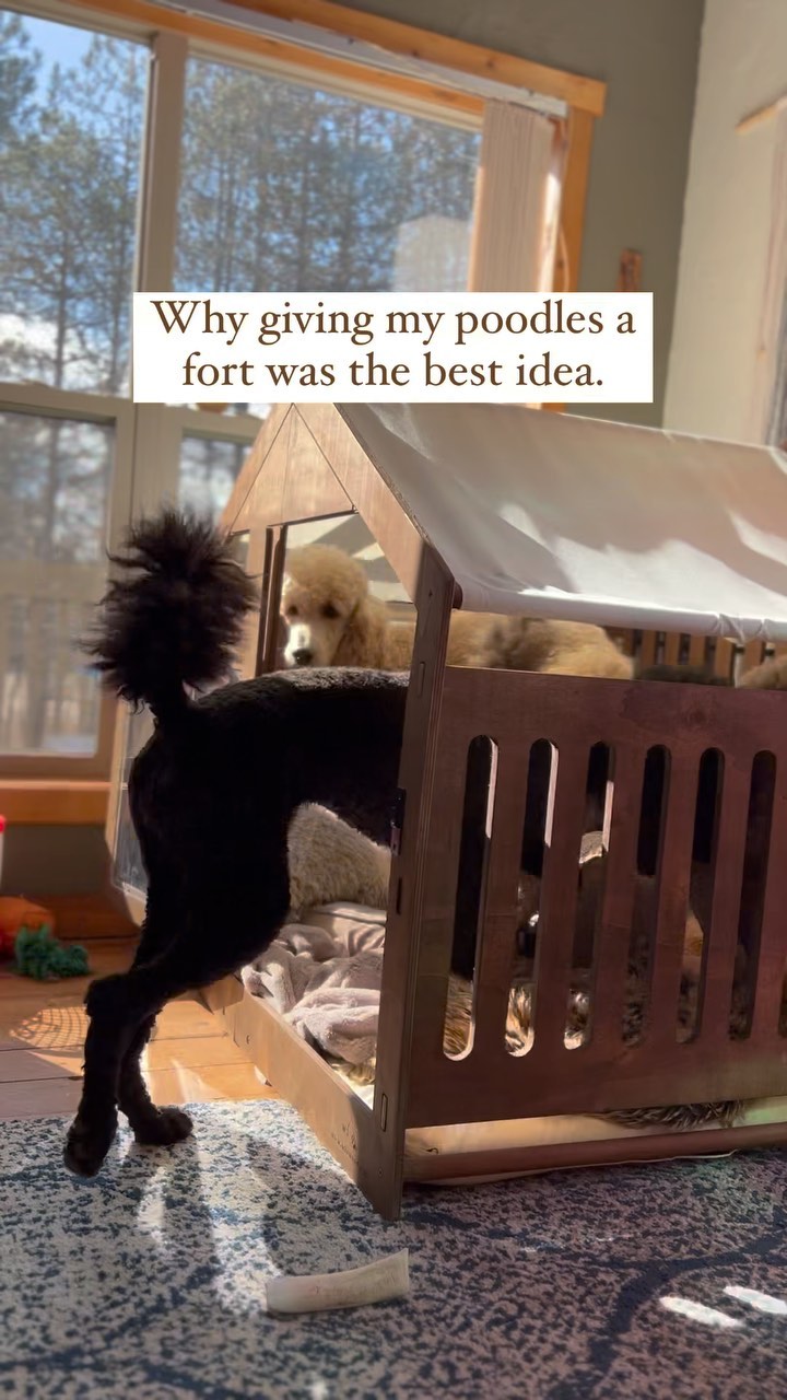 Instagram post by @kettlecovecurls.poodle for – Wlo Store. Caption reads: (Code: KettleCoveCurls @wlostore ) The poodle fort....