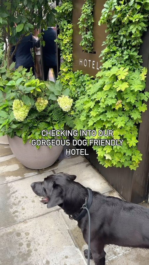 Instagram post by @shnootle.hound for Beco Pets. Caption reads: #gifted #prvisit What a weekend! Honestly could....