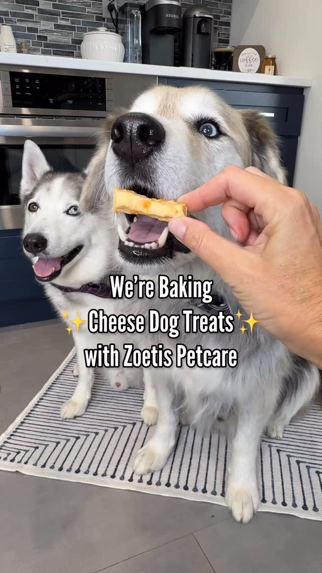 Instagram post by @halfhuskybros for Zoetis Petcare. Caption reads: Spoiling my four-legged foodies with a batch of....