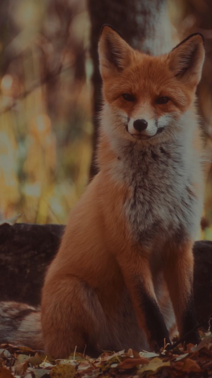 Instagram post by @gokhantarkankaraman for Dehancer. Caption reads: [...] Z 24-70mm f/2.8 S Film Emulation: Dehancer....