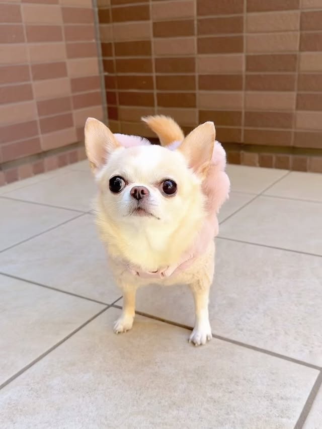 Instagram post by @kurimusenyou for monchéri. Caption reads: My new walking accessory 🐕🎀 大きなリボンがかわいい....
