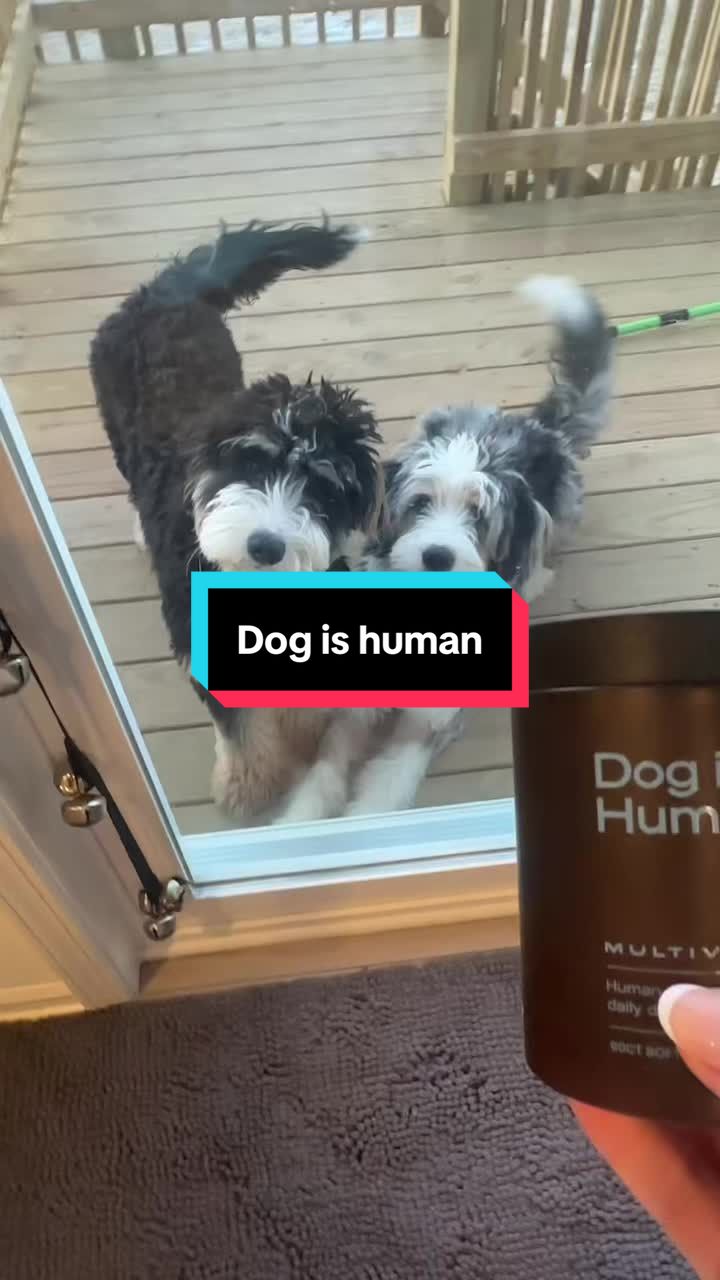 TikTok post by @baileynbaxterdoods for Dog is Human. Caption reads: [...] my dogs to stay happy and healthy. @Dog is....