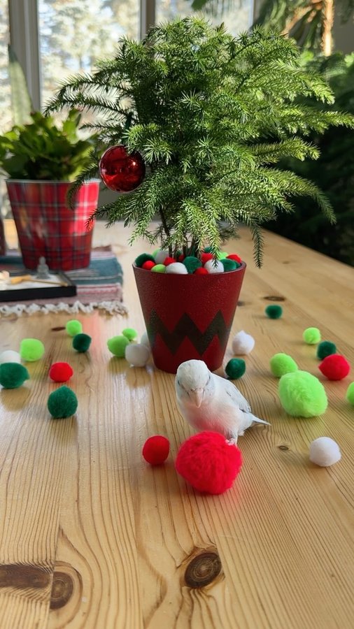 Instagram post by @arlobird for Costa Farms. Caption reads: [...] teeny little Norfolk Island Pine from....