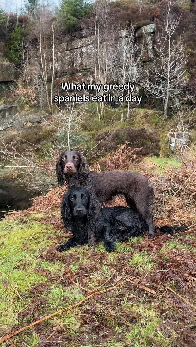 Instagram post by @cocker.milly for Beco Pets. Caption reads: [...] free plaque guard 🔗 in profile 🏷️ becopets....