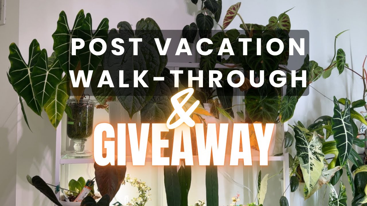 YouTube post by @luciansteph for Barrina. Caption reads: The Honest Plant Update🌱 | Barrina Grow Light....