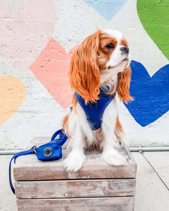 Instagram post by @thehuggablecav for Cavology. Caption reads: [...] snow day this winter. ❄️🤞 Harness by....